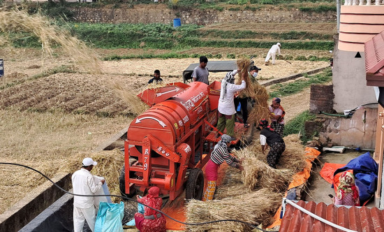 किसानलाई गहुँ थन्क्याउने चटारो